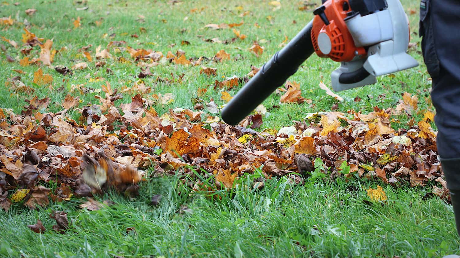 clearing leaves blowing leaves /garden services